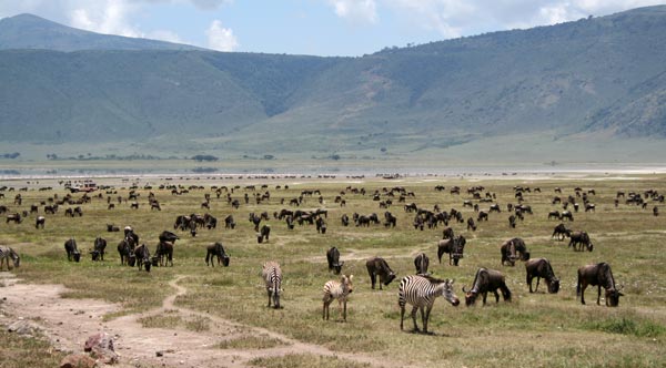 ngorongoro