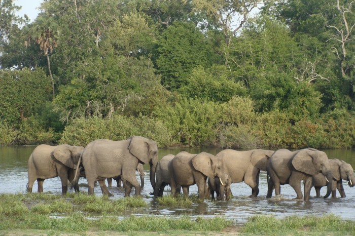 selous-elephants.jpg