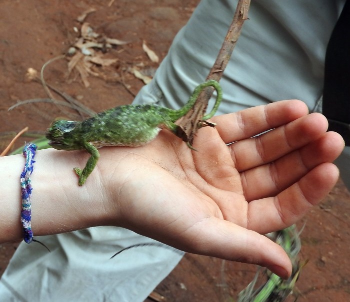 chameleon and ruby hand