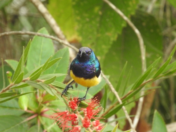variable sunbird