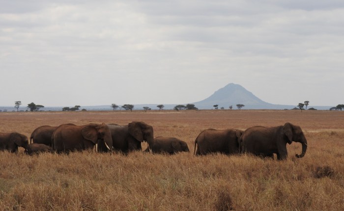 Tarangire National Park